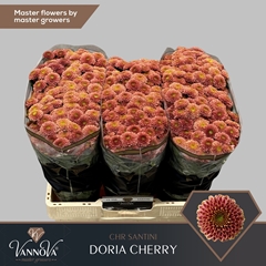 Chr San Doria Cherry 55cm 110g