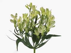 Alstr Fl Whi Pearls 75cm 20+