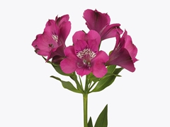 Alstr Casanova 75cm 55gram