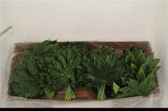 Fatsia Japonica Bs 70cm