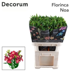 Alstr Fl Noa 75cm 17+