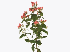 Hyp Mag Roy Princess 70cm