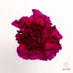 Di St Zafiro 70cm