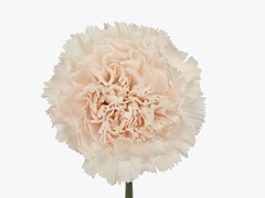 Di St Brut 70cm 23