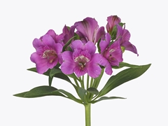 Alstr Falipo 75cm 80gram
