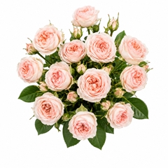 R Tr Sweet Sofie 70cm 75+