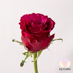 R Gr Meli 80cm