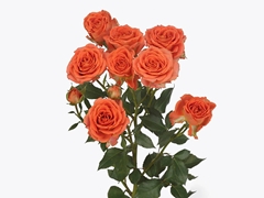 R Tr Ariya 60cm 55+