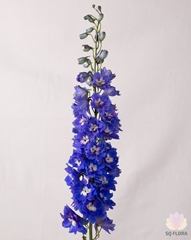 Delph El Dev Na Blue 80cm 23