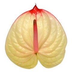 Anth A Kaseko Cl 7cm Ø