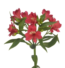 Alstr Tania 75cm 50gram