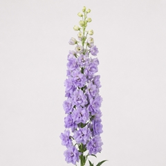 Delph Du De Lav Love 90cm 23