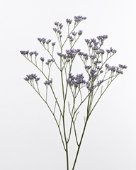Lim Ov Utah Blue 60cm 20gram