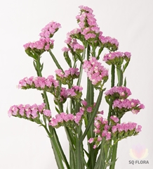 Lim S Pretty Wings 70cm 48gram