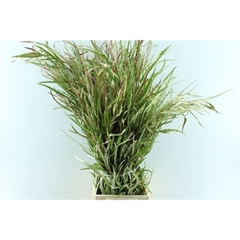 Grevi Asplenifolia 70cm 200gram