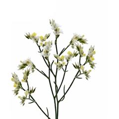 Lim Sin China White 60cm