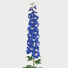 Delph El Aurora Blue 100cm 23