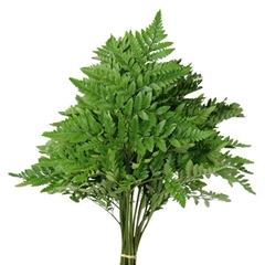 Leatherleaf 35cm