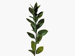 Ruscus Hypophyllum 80cm