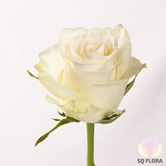 R Gr Athena 60cm