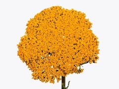 Achil F Park Variety 80cm