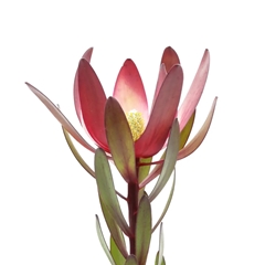 Leucad Safari Sunset 50cm